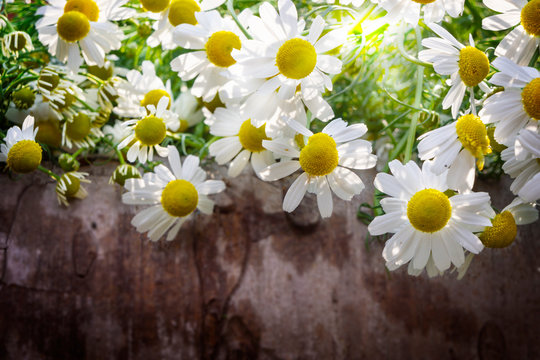 Chamomile flowers in front of wood background, medicinal plant