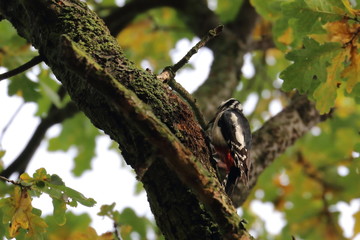 greater spotted woodpecker