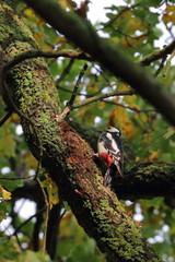 greater spotted woodpecker