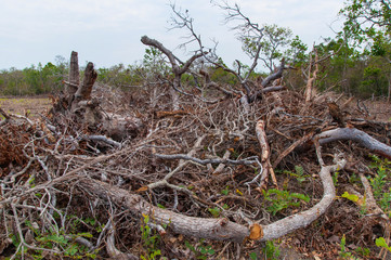 deforestation of the brazilian cerrado