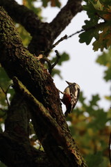 greater spotted woodpecker