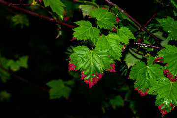 Maple leaves on black background