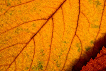 Autumn dry leaves from trees taken large with a clearly visible structure