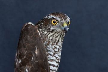 sparrowhawk