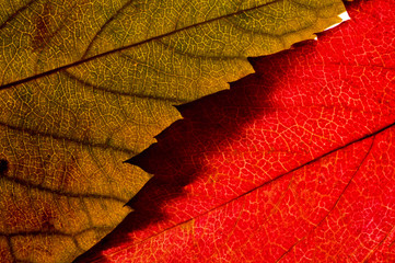 Autumn dry leaves from trees taken large with a clearly visible structure