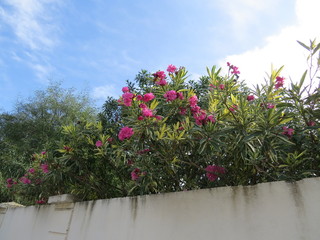 flowers on the wall