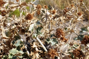 dry beige-brown flower of gray prickly plant, branches prickly,  background