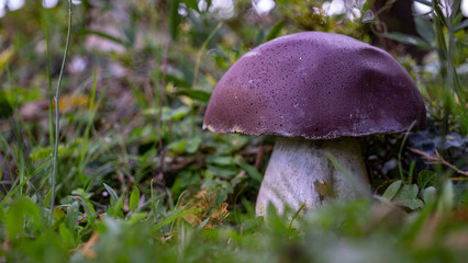 echter falscher steinpilz in der natur