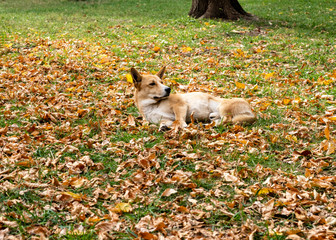 squirrel in the forest