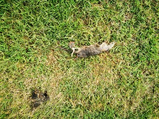 squirrel in Forest​ dead​ rotten​ 
