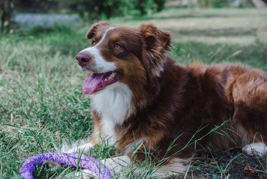 brown dog, dog lying in the grass, Australian shepherd with a puller, dog with a puller, games with a dog