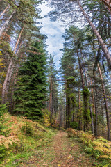 Fototapeta na wymiar Trail in Frakto forest of Rodopi mountain range national park