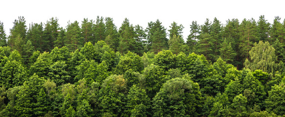 Lush green forest on the horizon is isolated. The edge of a forest with deciduous and coniferous...