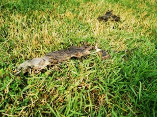 Dead​ rat​ in grass