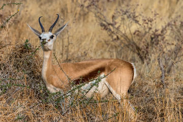 Portrait of a springbock standing upright in ETOSHA NATIONAL PARK, Namibia, Africa a travel destination