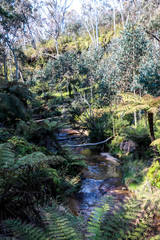 Rivine running through the forest in the Blue mountains in NSW, Australia