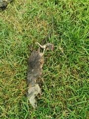 Dead​ rat in the grass