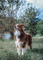 dog on the grass look at its best friend, brown dog, brown Australian shepherd, portrait of a dog, furry dog, shaggy dog, dog games ideas