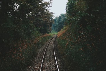 Obraz premium railway in the forest