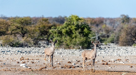 A group of greater kudu -Tragelaphus strepsiceros- Walking nervously around a waterhole in Etosha National Park, Namibia.