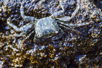 Crab on the rocky coast of Mediterranean sea in Greece.