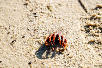Flower in sand on the Boreen point beach, Australia