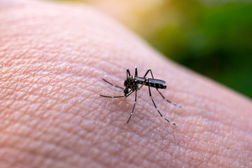 Aedes aegypti Mosquitoe bite and feeding blood on wrinkle skin.Aedes mosquitoes bring dengue disease.Mosquitoe sucking blood.photo by select focus.