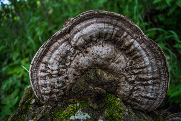 Fungus on Tree