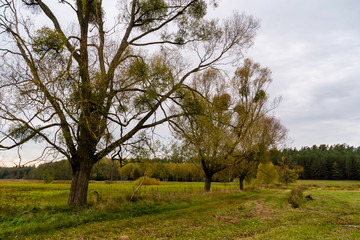 Puszcza Knyszyńska, Polska złota jesień, Podlasie, Polska © podlaski49