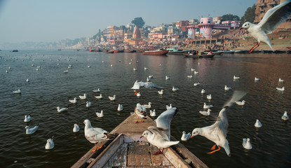 Varanasi, Banaras, Uttar Pradesh, India - January 31, 2011: Boats and Migratory Seagull birds at...