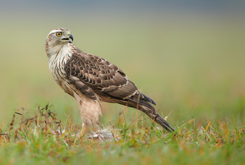 Northern goshwak (Accipiter gentilis) close up