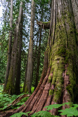 Old growth in the Forest. 