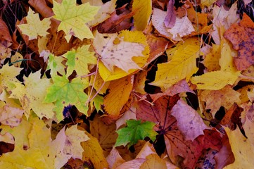 Naklejka na ściany i meble liście, jesień, barwy jesieni