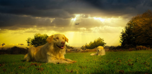 Dogs abandoned by the owner who leaves by plane for the holidays.