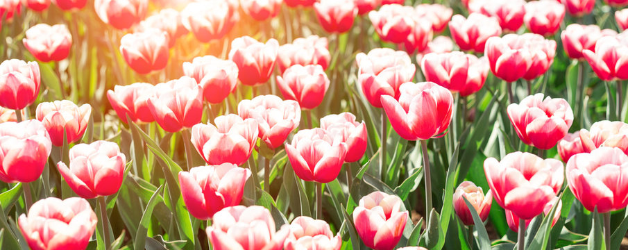 Flower bed of beautiful tulips. Beautiful spring tulips flowers in park. Sun rays. Horizontal banner - Image