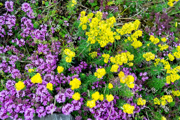 Beautiful wild flowers summer meadow