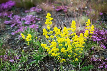 Beautiful wild flowers summer meadow