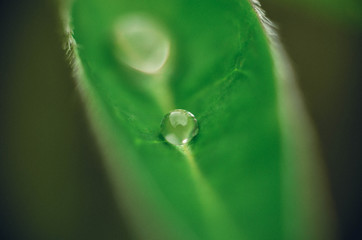 water drops on green leaf