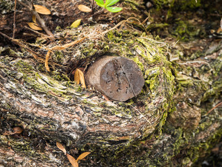 Dry cut texture wood in asia