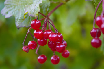 Rote Wildbeeren im Schwarzwald aus der nähe Fotografiert.