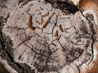 Dry cut texture wood in asia