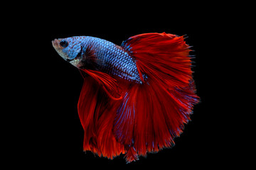 Colorful with main color of blue and red betta fish, Siamese fighting fish was isolated on black background. Fish also action of turn head in different direction during swim.