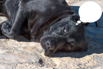 Funny picture with bubble idea dog Labrador retriever sleeping on the floor.