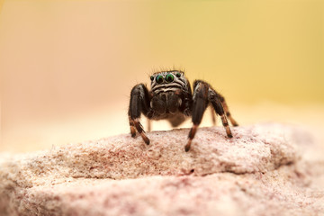 Evarcha arcuata is a species of jumping spiders with a palearctic distribution.