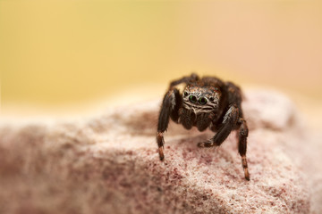 Evarcha arcuata is a species of jumping spiders with a palearctic distribution.