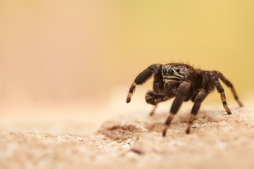 Evarcha arcuata is a species of jumping spiders with a palearctic distribution.