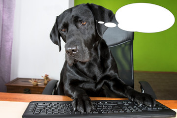 Funny picture with bubble idea dog looking at computer screen.
