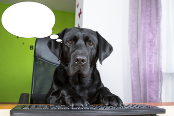 Funny picture with bubble idea dog looking at computer screen.