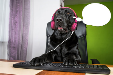 Funny picture with bubble idea dog looking at computer screen.