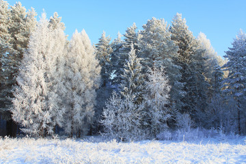 Beautiful winter forest. Snow covered trees. Background. Scenery.